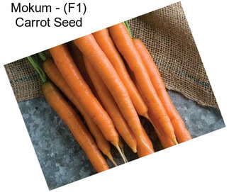 Mokum - (F1) Carrot Seed