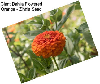 Giant Dahlia Flowered Orange - Zinnia Seed