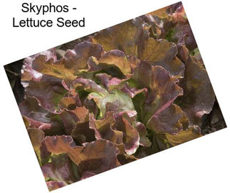 Skyphos - Lettuce Seed