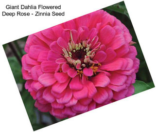 Giant Dahlia Flowered Deep Rose - Zinnia Seed