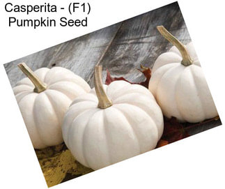 Casperita - (F1) Pumpkin Seed