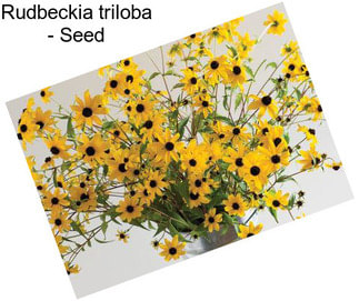 Rudbeckia triloba - Seed