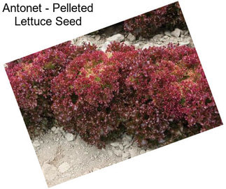 Antonet - Pelleted Lettuce Seed