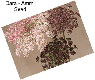 Dara - Ammi Seed