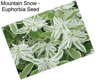 Mountain Snow - Euphorbia Seed