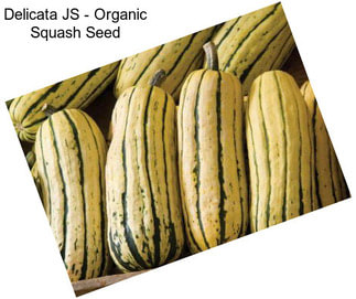 Delicata JS - Organic Squash Seed