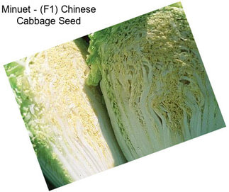 Minuet - (F1) Chinese Cabbage Seed