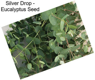 Silver Drop - Eucalyptus Seed