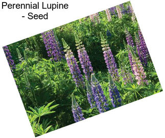 Perennial Lupine - Seed