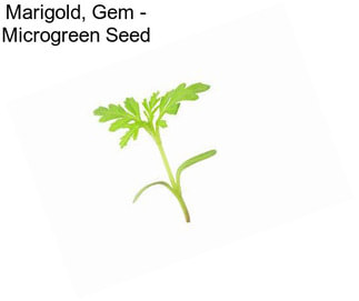 Marigold, Gem - Microgreen Seed