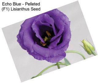 Echo Blue - Pelleted (F1) Lisianthus Seed