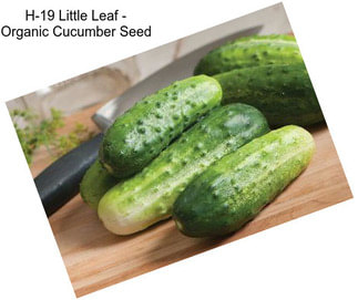 H-19 Little Leaf - Organic Cucumber Seed
