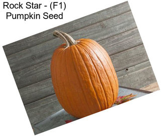 Rock Star - (F1) Pumpkin Seed