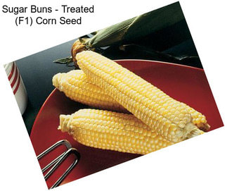 Sugar Buns - Treated (F1) Corn Seed