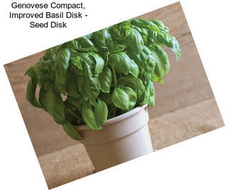 Genovese Compact, Improved Basil Disk - Seed Disk