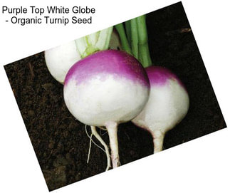Purple Top White Globe - Organic Turnip Seed