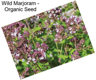 Wild Marjoram - Organic Seed