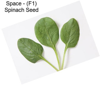 Space - (F1) Spinach Seed