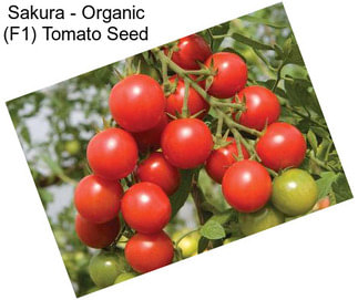 Sakura - Organic (F1) Tomato Seed