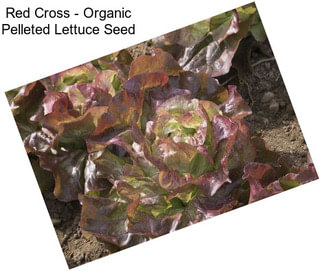 Red Cross - Organic Pelleted Lettuce Seed
