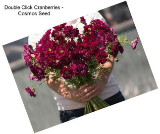 Double Click Cranberries - Cosmos Seed