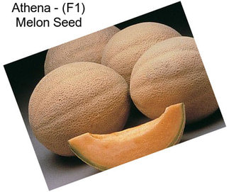 Athena - (F1) Melon Seed