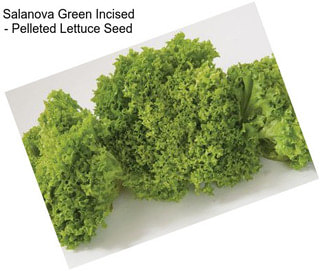 Salanova Green Incised - Pelleted Lettuce Seed