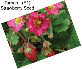 Tarpan - (F1) Strawberry Seed