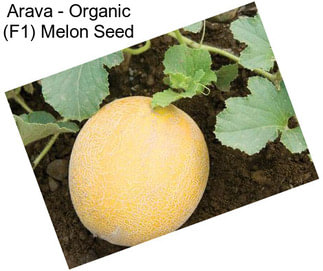 Arava - Organic (F1) Melon Seed