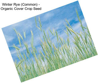 Winter Rye (Common) - Organic Cover Crop Seed