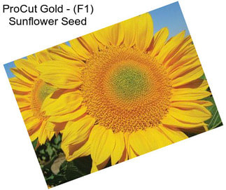 ProCut Gold - (F1) Sunflower Seed