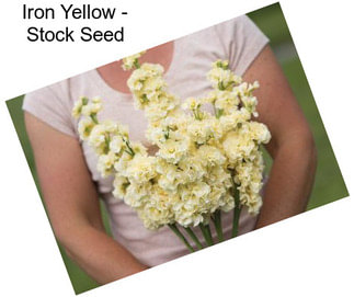 Iron Yellow - Stock Seed