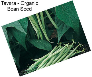 Tavera - Organic Bean Seed