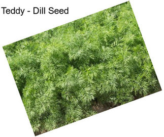 Teddy - Dill Seed