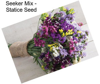 Seeker Mix - Statice Seed