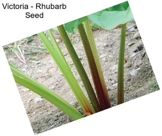 Victoria - Rhubarb Seed