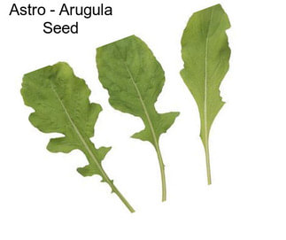 Astro - Arugula Seed