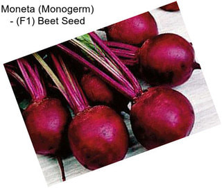 Moneta (Monogerm) - (F1) Beet Seed