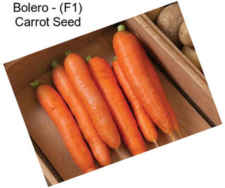 Bolero - (F1) Carrot Seed