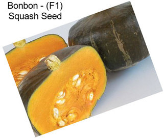 Bonbon - (F1) Squash Seed