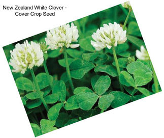 New Zealand White Clover - Cover Crop Seed