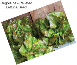 Cegolaine - Pelleted Lettuce Seed