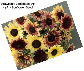 Strawberry Lemonade Mix - (F1) Sunflower Seed