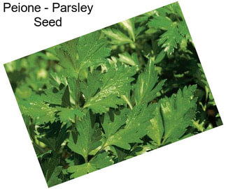 Peione - Parsley Seed