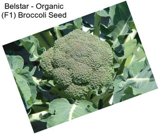 Belstar - Organic (F1) Broccoli Seed