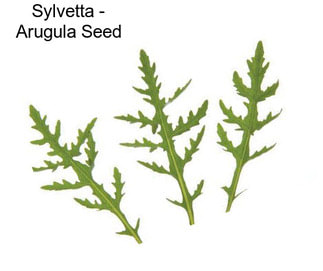 Sylvetta - Arugula Seed