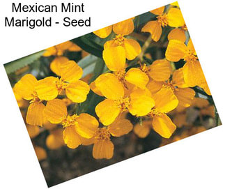 Mexican Mint Marigold - Seed