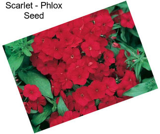 Scarlet - Phlox Seed