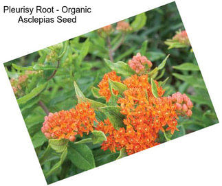 Pleurisy Root - Organic Asclepias Seed