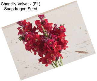 Chantilly Velvet - (F1) Snapdragon Seed